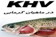 آشنایی با بیماری KHV در ماهیان گرمابی